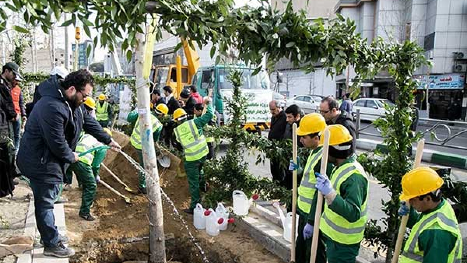 آغاز-جایگزینی-و-کاشت-۱۱۰۰-درخت-چنار-کهنسال-در-خیابان-ولیعصر-تهران