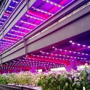 نورپردازی فضای سبز