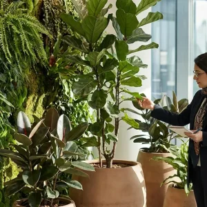 رسیدگی به گیاهان در برنامه نگهداری گیاهان اداری